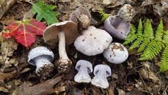 Cortinarius lilacinus