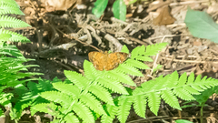 Pseudocoladenia festa