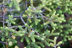 Melaleuca gibbosa