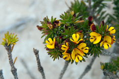 Pultenaea acerosa