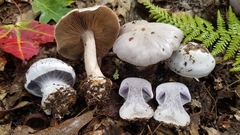 Cortinarius lilacinus