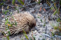 Tachyglossus aculeatus multiaculeatus