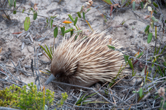 Tachyglossus aculeatus multiaculeatus