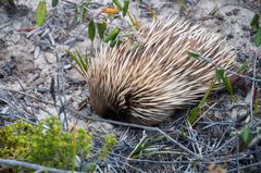 Tachyglossus aculeatus multiaculeatus