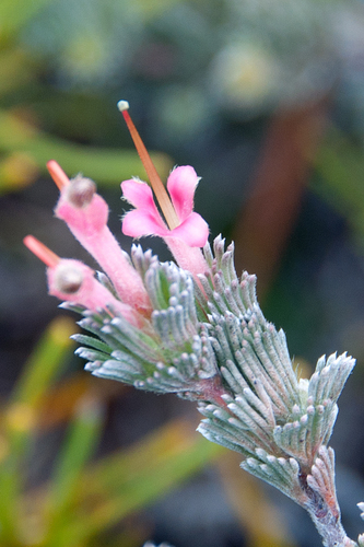 Adenanthos macropodianus (Adenanthos macropodianus)