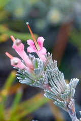 Adenanthos macropodianus