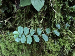 Elatostema obtusum trilobulatum