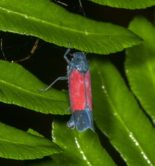Cardioscarta flavifrons