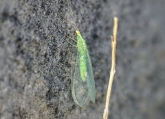 Pseudomallada flavifrons