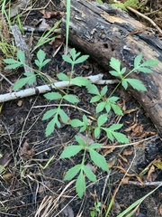 Ligusticum canadense