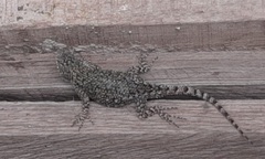 Sceloporus hondurensis