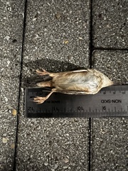 Cistothorus stellaris