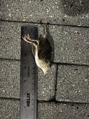 Cistothorus stellaris