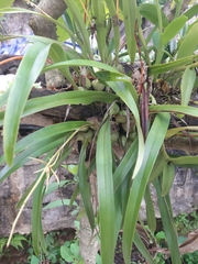 Prosthechea rhynchophora