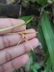 Prosthechea rhynchophora
