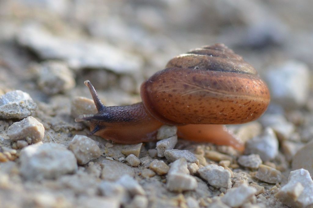 incarnate snail