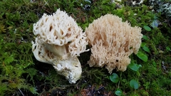 Ramaria velocimutans