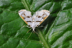 Crambidae