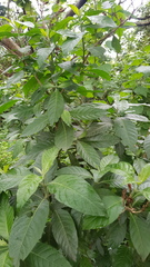 Metarungia longistrobus