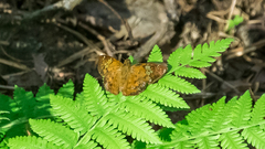 Pseudocoladenia festa