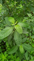 Metarungia longistrobus