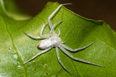 Gephyrellula violacea