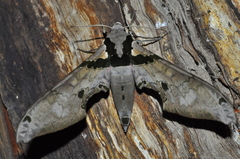 Adhemarius gannascus