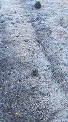 Messor minor hesperius