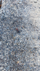 Messor minor hesperius