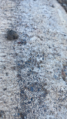 Messor minor hesperius