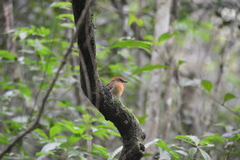 Conopophaga melanops