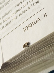 Colecerus marmoratus