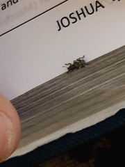 Colecerus marmoratus