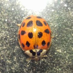 Harmonia axyridis