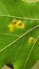 Polystepha pustuloides