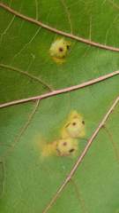 Polystepha pustuloides