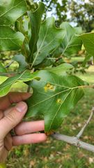 Polystepha pustuloides