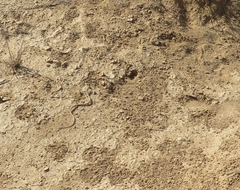 Platyceps rhodorachis