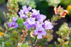 Euphrasia collina tetragona