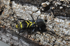 Mecometopus centurio