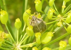 Trichopepla atricornis