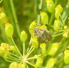 Trichopepla atricornis