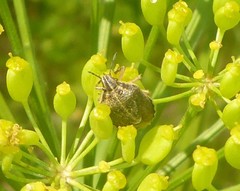 Trichopepla atricornis