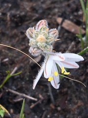 Trachyandra hirsutiflora