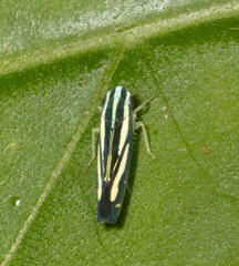 Fonsecaiulus flavovittata