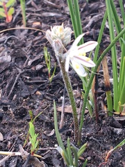 Trachyandra hirsutiflora