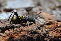 Mecometopus centurio