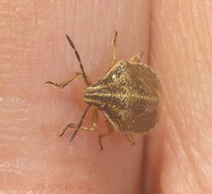 Trichopepla atricornis