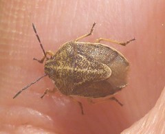 Trichopepla atricornis