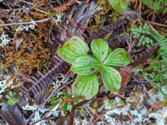 Cornus unalaschkensis
